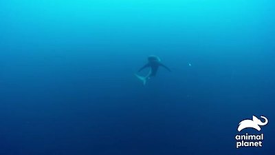 The Great Shark Chase Season 1 Episode 1