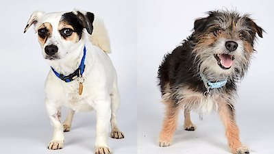 The Dog House: UK Season 1 Episode 1