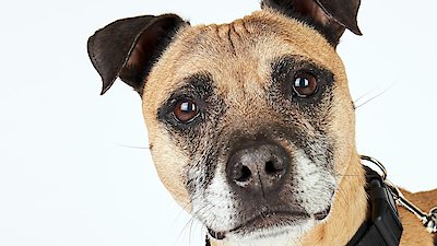 The Dog House: UK Season 1 Episode 2