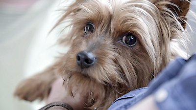 The Dog House: UK Season 1 Episode 3