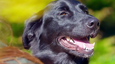 The Dog House: UK Season 1 Episode 4