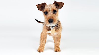 The Dog House: UK Season 1 Episode 5