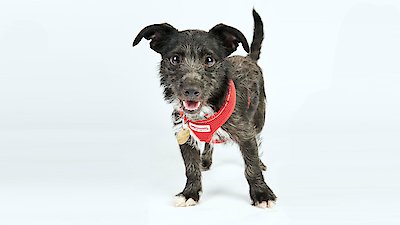 The Dog House: UK Season 1 Episode 6