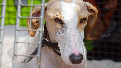 The Dog House: UK Season 1 Episode 8