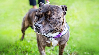 The Dog House: UK Season 2 Episode 9