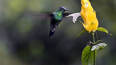 Into the Wild Colombia Season 1 Episode 2