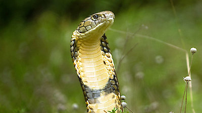 Into the Wild India Season 1 Episode 9