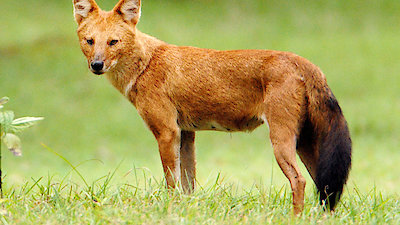 Into the Wild India Season 1 Episode 10