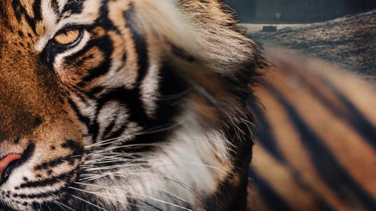 Living With Maneaters