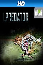 I, Predator