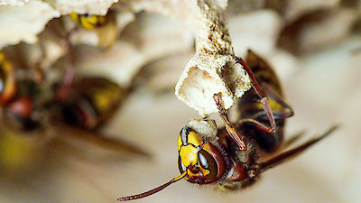 Macro Worlds Season 1 Episode 1