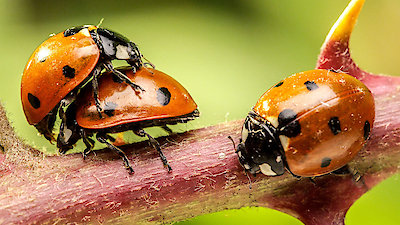 Macro Worlds Season 1 Episode 3