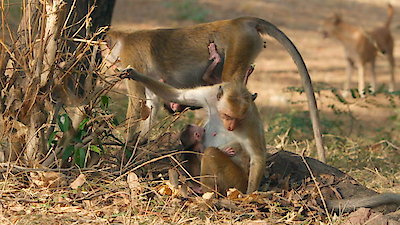 Monkey Island Season 1 Episode 2