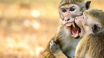 Monkey Island Season 1 Episode 3