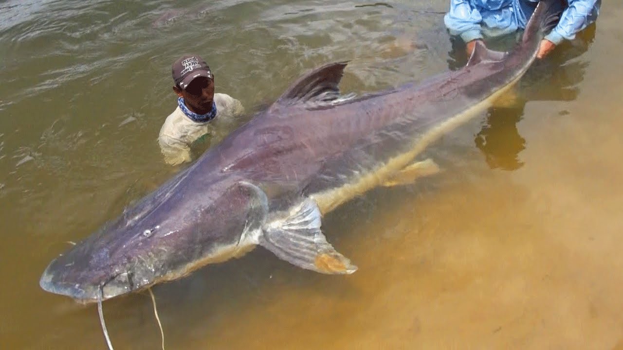 Monster Fish of the Amazon