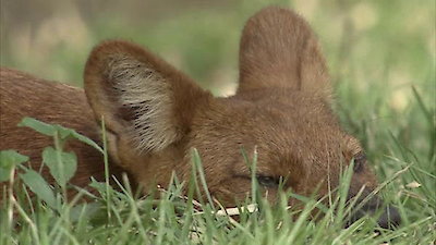 The Pack Season 1 Episode 1