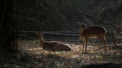 The Pack Season 1 Episode 2