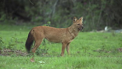 The Pack Season 1 Episode 3