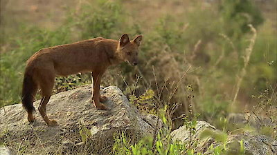 The Pack Season 1 Episode 4