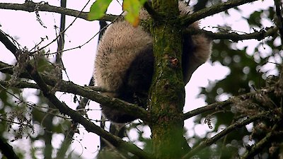 Panda Republic Season 1 Episode 1