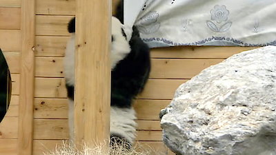 Pandamonium Season 1 Episode 2