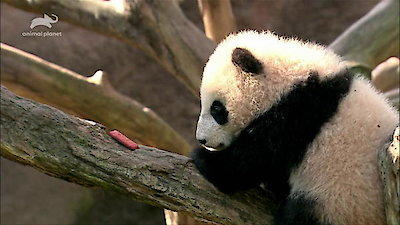 Pandamonium Season 1 Episode 3