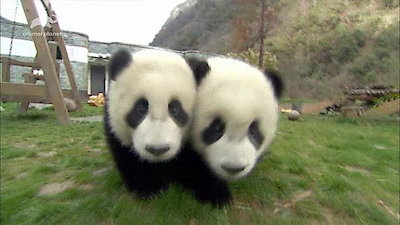 Pandamonium Season 1 Episode 4