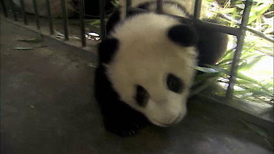 Pandamonium Season 1 Episode 5