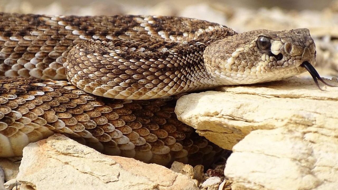 Rattlesnake Road Trip