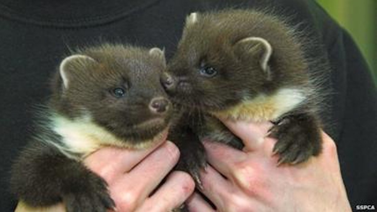 SSPCA: On the Wildside