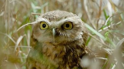 Tiny Creatures Season 1 Episode 3