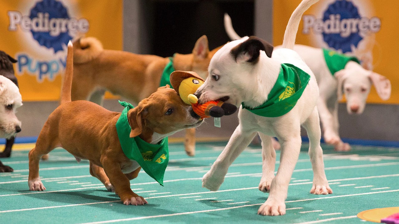 Road To Puppy Bowl