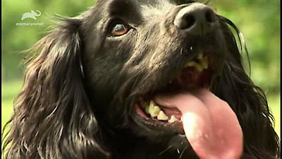 Top Dog Season 1 Episode 2