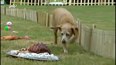 Top Dog Season 1 Episode 7