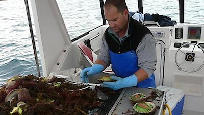Abalone Wars Season 4 Episode 1