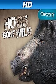 Hogs Gone Wild