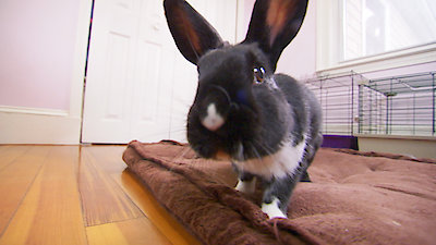 Best Friends Furever With Kel Mitchell Season 1 Episode 1