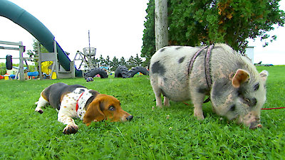 Best Friends Furever With Kel Mitchell Season 1 Episode 2