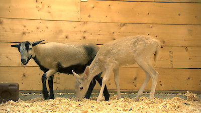 Best Friends Furever With Kel Mitchell Season 1 Episode 10