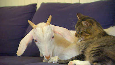 Best Friends Furever With Kel Mitchell Season 1 Episode 11