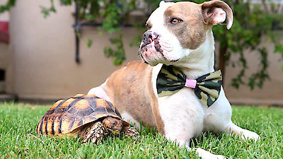 Best Friends Furever With Kel Mitchell Season 1 Episode 12