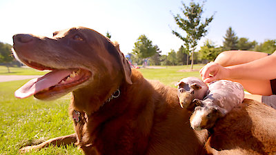 Best Friends Furever With Kel Mitchell Season 1 Episode 13