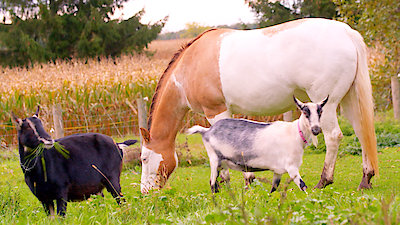 Best Friends Furever With Kel Mitchell Season 1 Episode 14