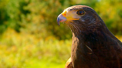 Best Friends Furever With Kel Mitchell Season 1 Episode 15