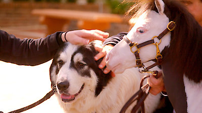 Best Friends Furever With Kel Mitchell Season 1 Episode 19