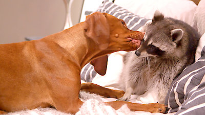 Best Friends Furever With Kel Mitchell Season 1 Episode 20