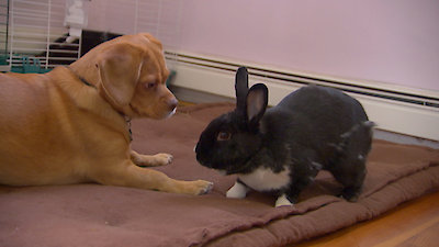 Best Friends Furever With Kel Mitchell Season 1 Episode 21