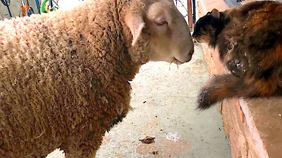 Best Friends Furever With Kel Mitchell Season 1 Episode 22