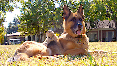 Best Friends Furever With Kel Mitchell Season 1 Episode 24