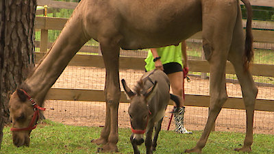 Best Friends Furever With Kel Mitchell Season 1 Episode 26